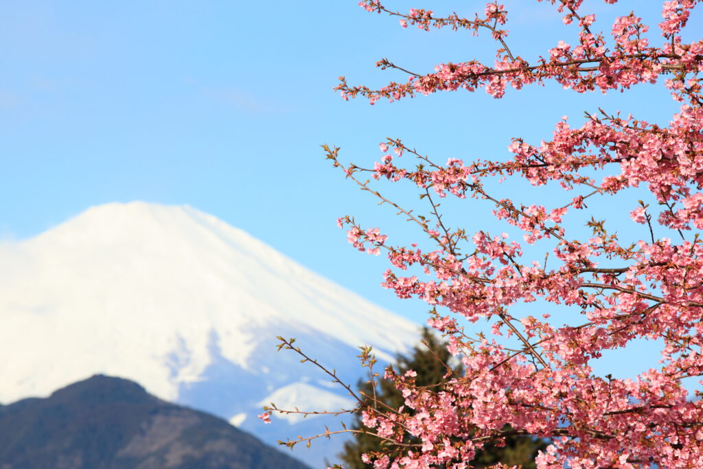 Sakura_and_Mt__Fuji_桜(さくら)と富士山(ふじさん)